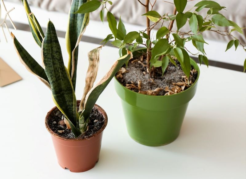 Pleśń w doniczce trzeba zacząć zwalczać, gdy tylko się pojawi.