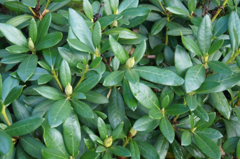 Jeżeli chcemy, by rododendron zakwitł na wiosnę, powinniśmy się o niego zatroszczyć przed zimą.