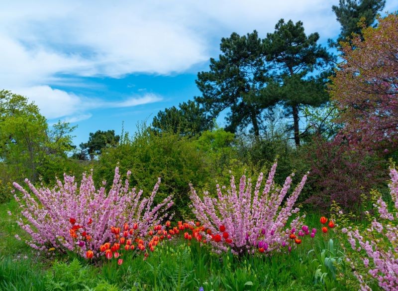 Migdałka warto posadzić w towarzystwie innych roślin kwitnących.