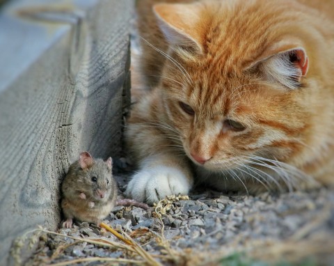 Czy koty jedzą myszy? Oto fakty i mity o zjadaniu zdobyczy przez kota