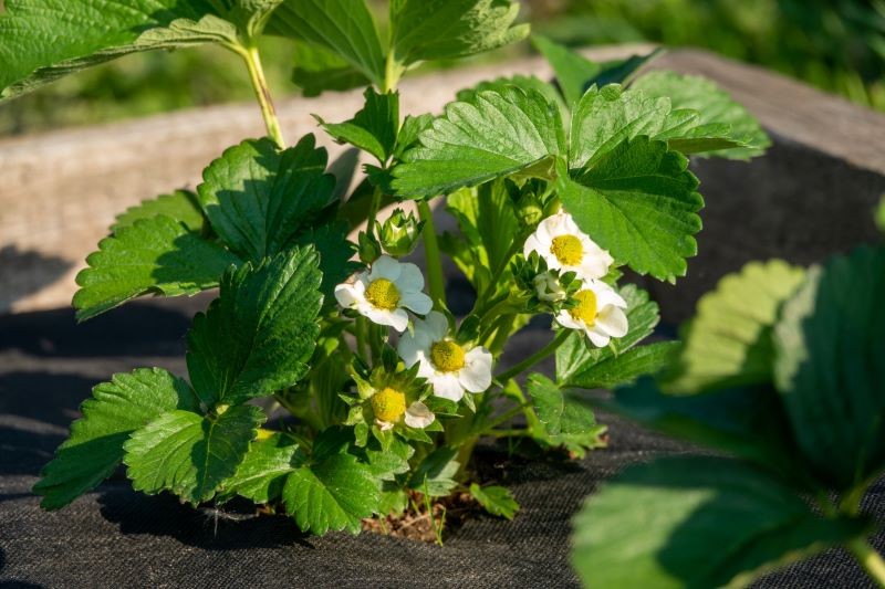 Wykładanie zagonu truskawek agrowłókniną ogranicza wzrost chwastów.