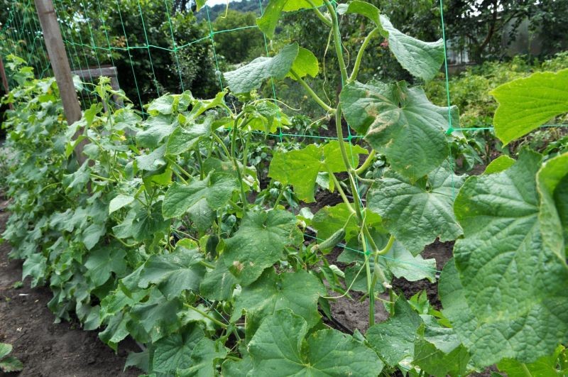 Obok ogórków warto sadzić niektóre zioła.