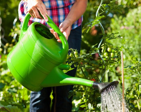 6 najważniejszych zasad podlewania roślin ogrodowych. Sprawdź, jak to robić prawidłowo
