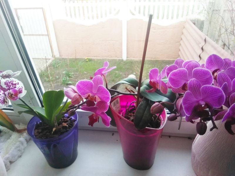 Wiosną wznawiamy nawożenie storczyków.