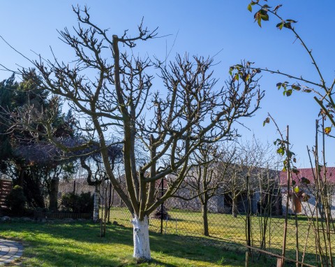 Opryski drzew owocowych w okresie bezlistnym. Zapobieganie szkodnikom w sadzie