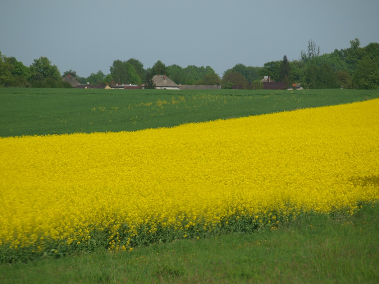 Pozostałe, Stary ogród