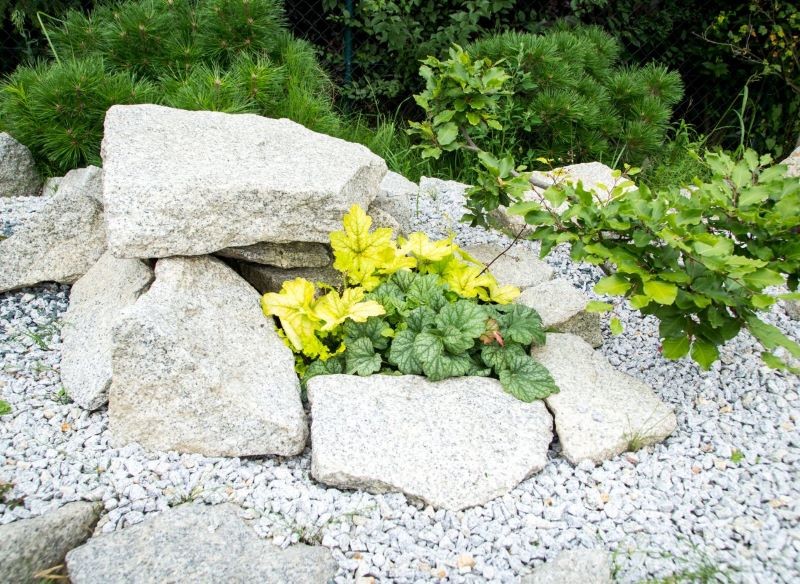 Żurawki można sadzić na skalniaku, ale nie tylko tam.