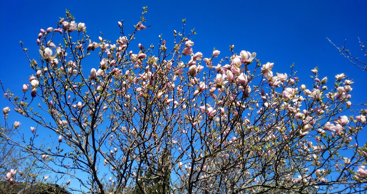 Rośliny, Biało - różowa .........magnoliowa................ - ...............i kwiaty magnolii..............