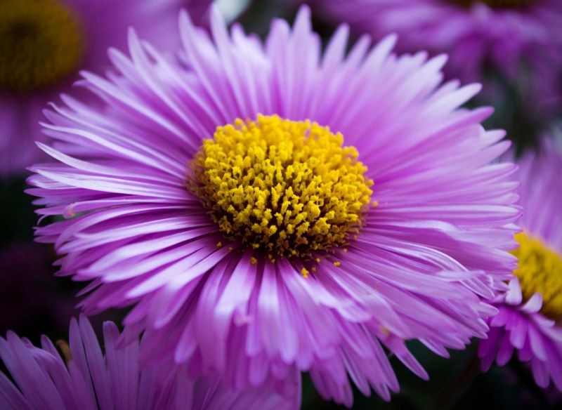 Koszyczki astrów jesiennych składają się z dwóch rodzajów kwiatów.