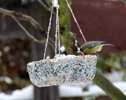 Prosty domowy pokarm dla ptaków za kilka złotych. Sikorki będą przylatywać kilka razy dziennie