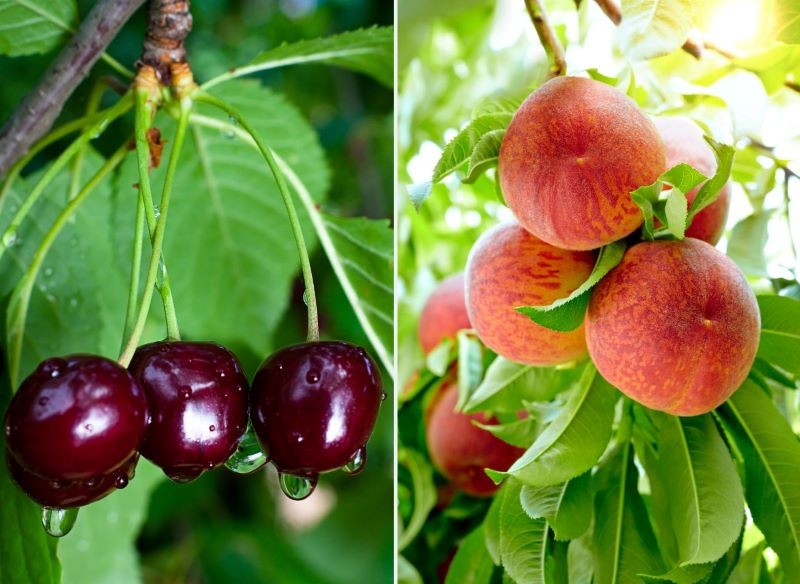 Wrażliwe na mróz brzoskwinie i czereśnie sadźmy wiosną.