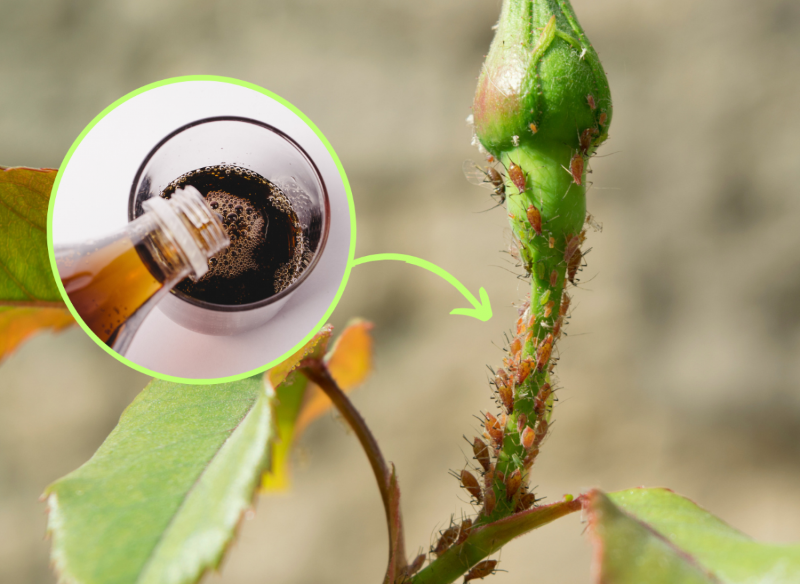 jak wykorzystać colę w ogrodzie