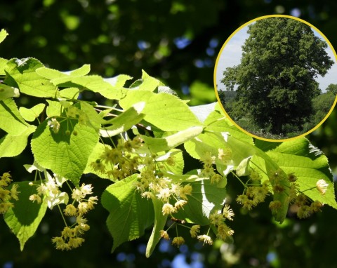 Lipa drobnolistna (Tilia cordata)