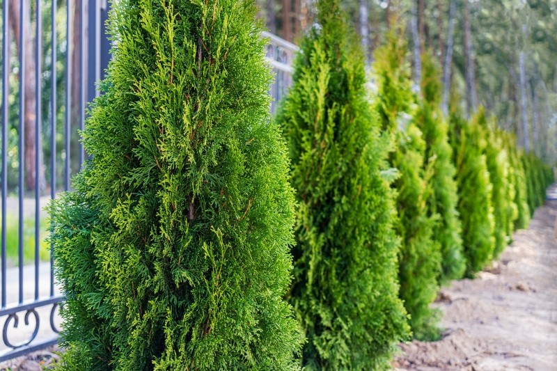 jakie nawozy stosować do tui