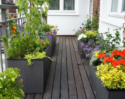 Co zrobić z roślinami balkonowymi lub tarasowymi, gdy wybieramy się na urlop?