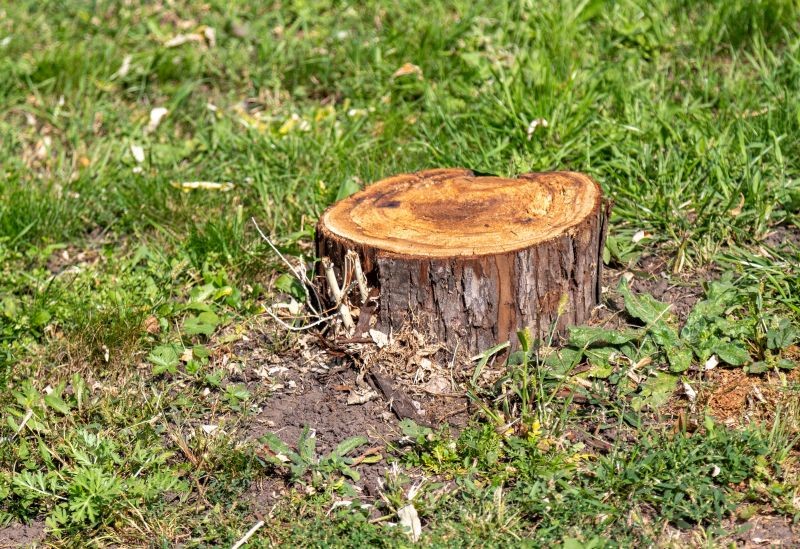 S&oacute;l Epsom pomoże w pozbyciu się niechcianego pnia z ogrodu.