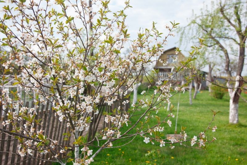 Olej parafinowy można stosować w zasadzie do wszystkich drzew owocowych w ogrodzie.