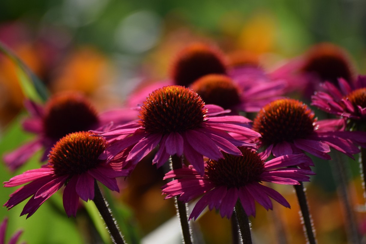 Rośliny, ECHINACEA...