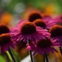 Rośliny, ECHINACEA...