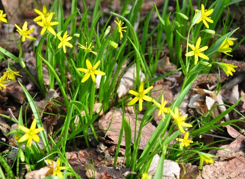 jak uprawiać złoć żółtą