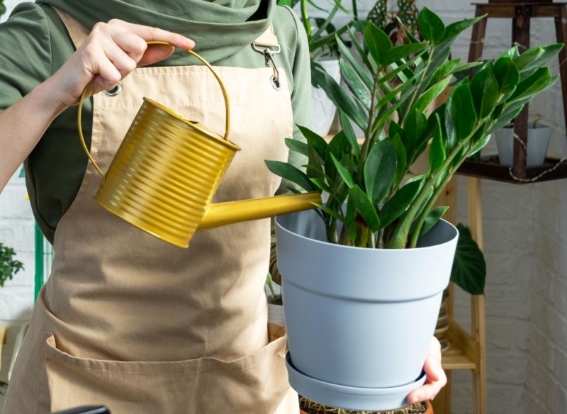 odżywka do roślin doniczkowych z pasty do zębów