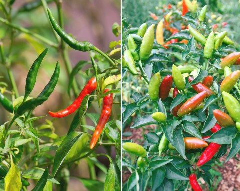 Papryczka chili – najlepsze odmiany i pielęgnacja. Uprawa chili w ogrodzie i donicach