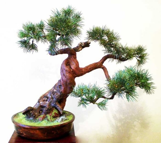 Dekoracje, Sztuczne drzewka bonsai (bonsai zokei) - Sztuczne drzewko bonsai - Bonsai Zokei
http://dragon.netgaleria.pl/sztuczne-bonsai,39.html