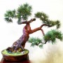 Dekoracje, Sztuczne drzewka bonsai (bonsai zokei) - Sztuczne drzewko bonsai - Bonsai Zokei
http://dragon.netgaleria.pl/sztuczne-bonsai,39.html