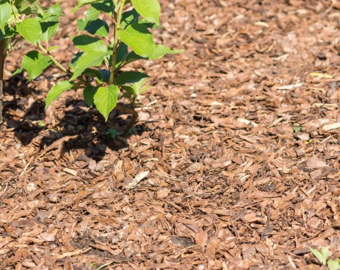 Czy ściółka zostawiona zimą w ogrodzie to schronienie dla ślimaków? Zobacz, gdzie zimują