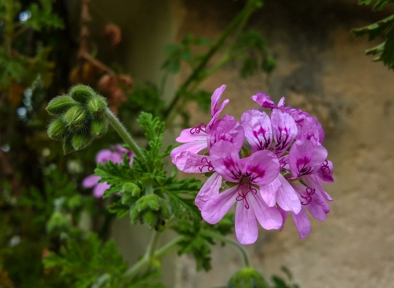 czego nie lubi anginka