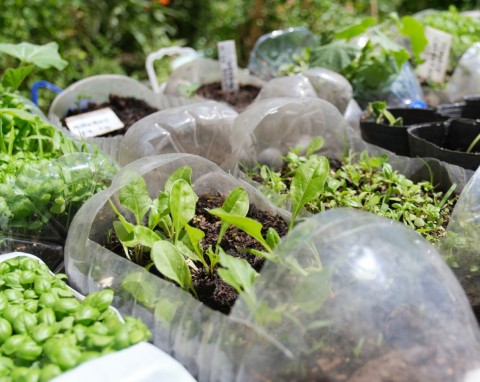 Siew winter sowing. 5 rzeczy, które decydują, czy uprawa nam się uda