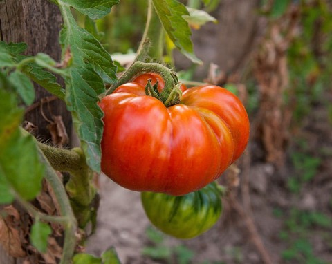 Nawóz na bazie serwatki do pomidorów. Najlepsza odżywka na koniec lata