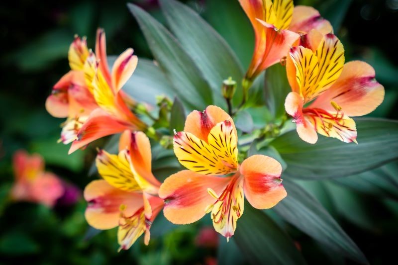 Kolor kwitnienia alstremerii ogrodowej jest uzależniony od jej odmiany.