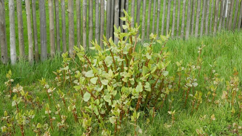 Widzisz, że  rdestowiec ostrokończysty rośnie w ogrodzie? Od razu zacznij go zwalczać.