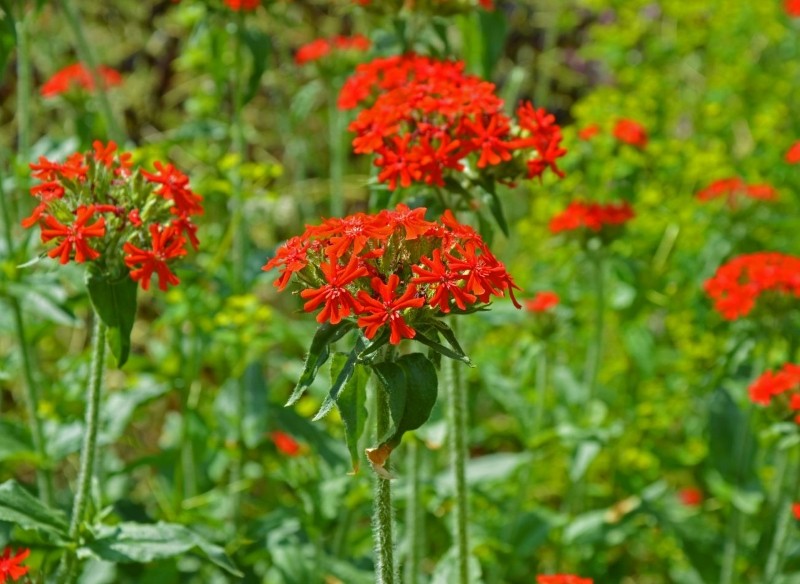 jak uprawiać firletkę chalcedońską