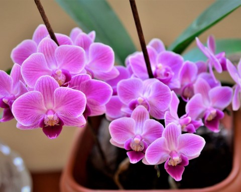 Miniaturowy storczyk będzie powtarzał kwitnienie. Wystarczy wzmocnić go domową odżywką