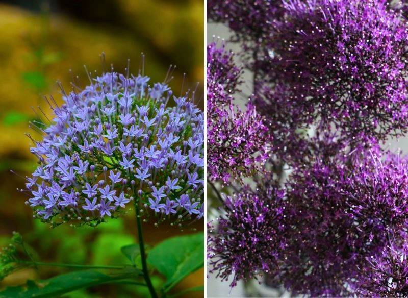 trachelia błękitna