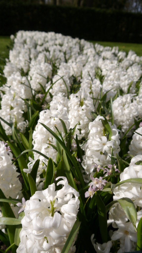 Pozostałe, Keukenhof