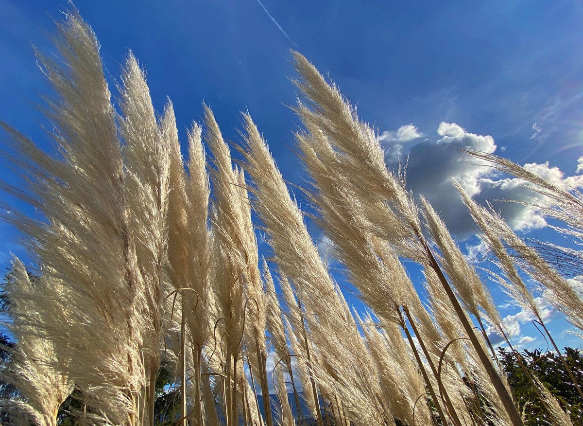 Trawa pampasowa (Cortaderia selloana)