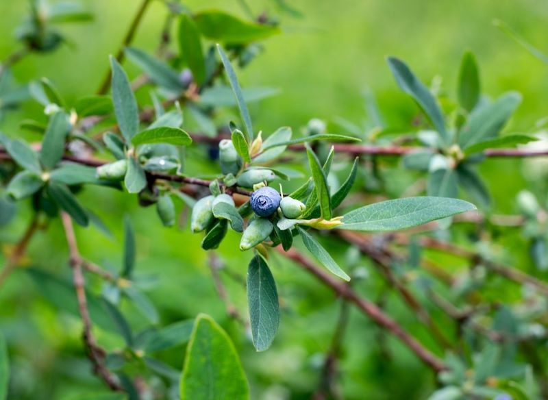 Jagoda kamczacka owocuje znacznie wcześniej niż inne rośliny w ogrodzie.