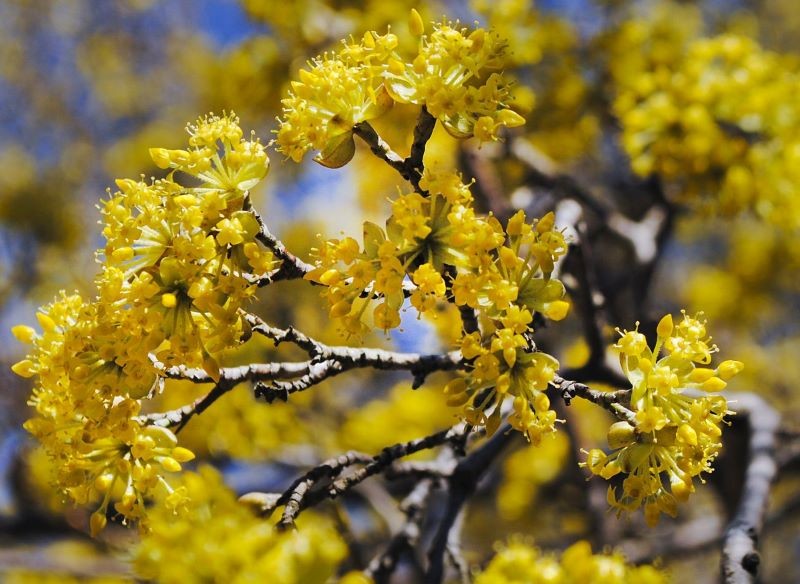 kwitnący dereń jadalny