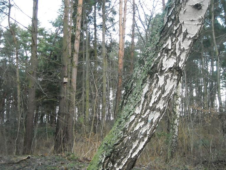 Pozostałe, Zapraszam na  spacer .......z Noworocznymi Życzeniami........