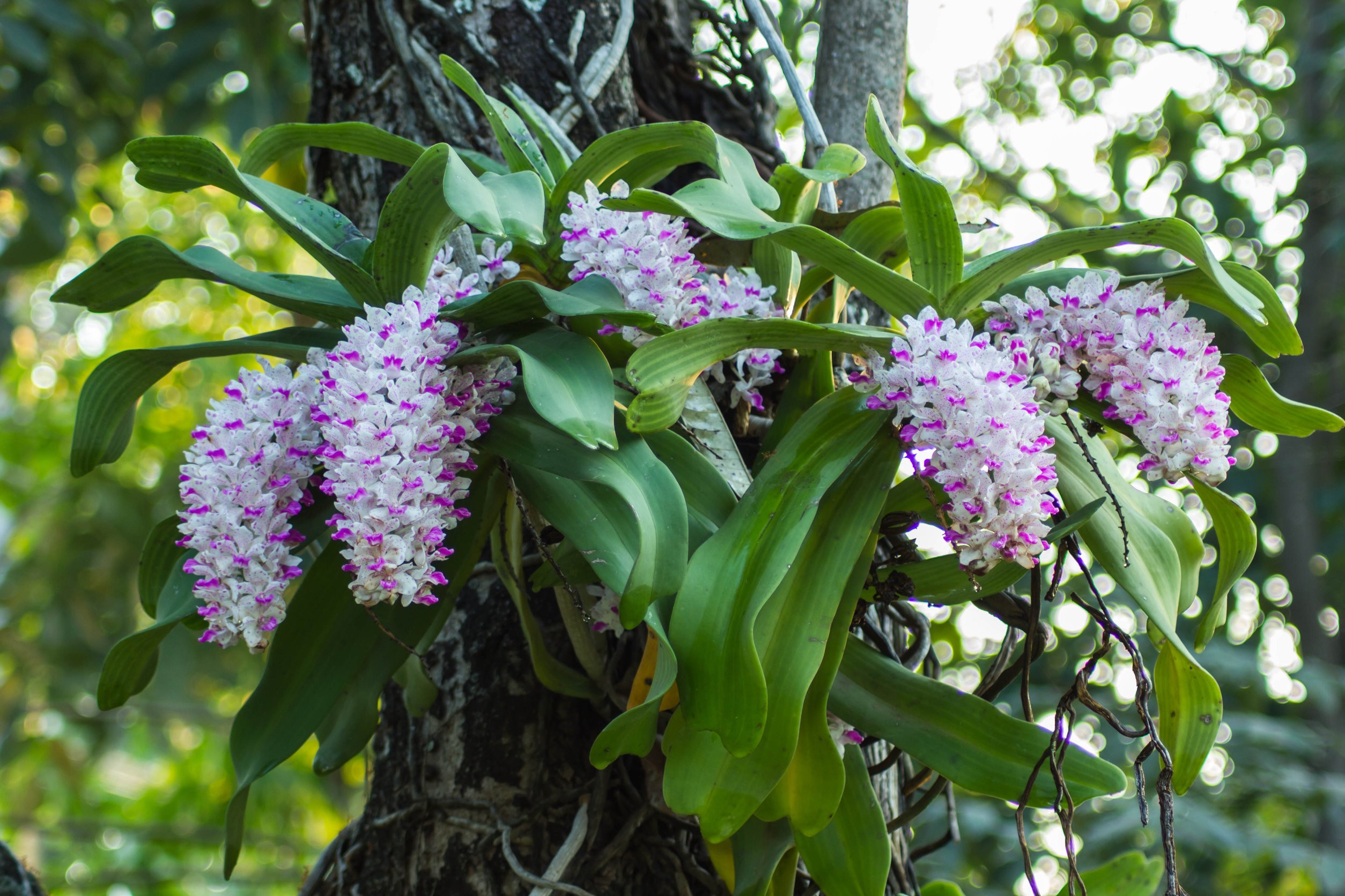 wisząca orchidea