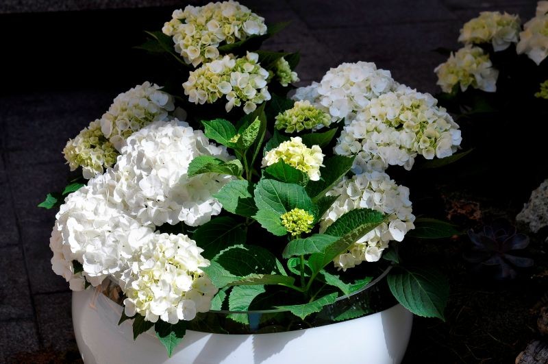 Jak często podlewać hortensje w donicy? 