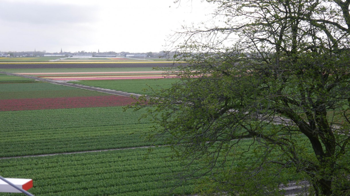 Pozostałe, Keukenhof - Pola uprawne tulipanów. Tutaj większość tulipanów jeszcze przed rozkwitem.