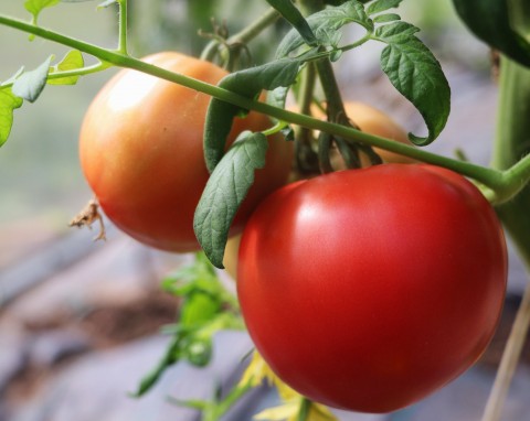 Jak uprawiać pomidory malinowe? Koniecznie posadź obok nich te rośliny
