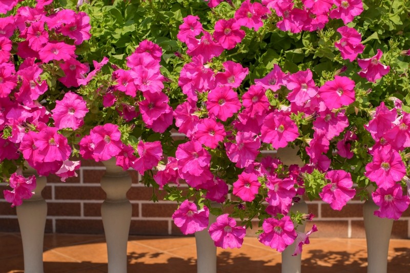 supertunia