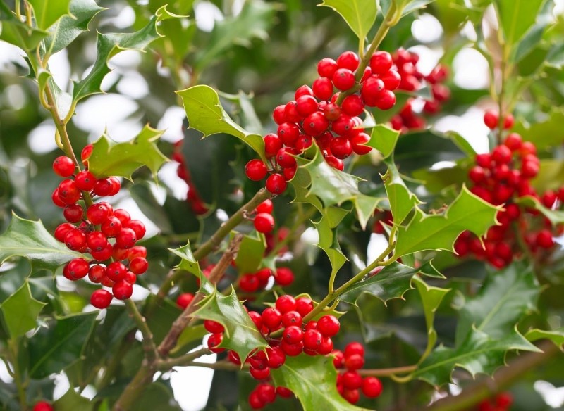 ostrokrzew kolczasty