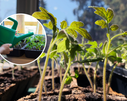 Dlaczego sadzonki pomidorów nie rosną? Jak przyspieszyć ich wzrost?