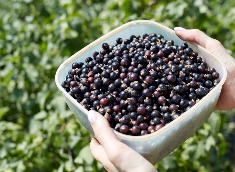 nawożenie porzeczki podczas kwitnienia